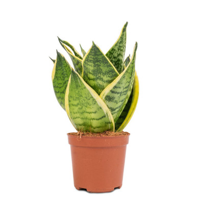 Sansevieria trifasciata Golden Hahnii - Birds Nest Snake Plant