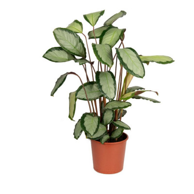 Calathea picturata Argentea