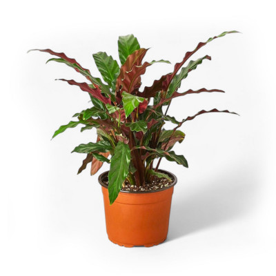 Calathea rufibarba