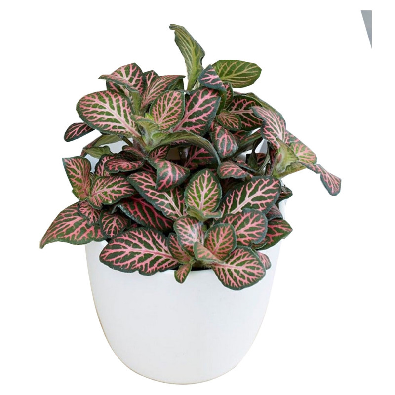 Fittonia Red angel