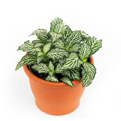 Fittonia Mosaic White Tiger