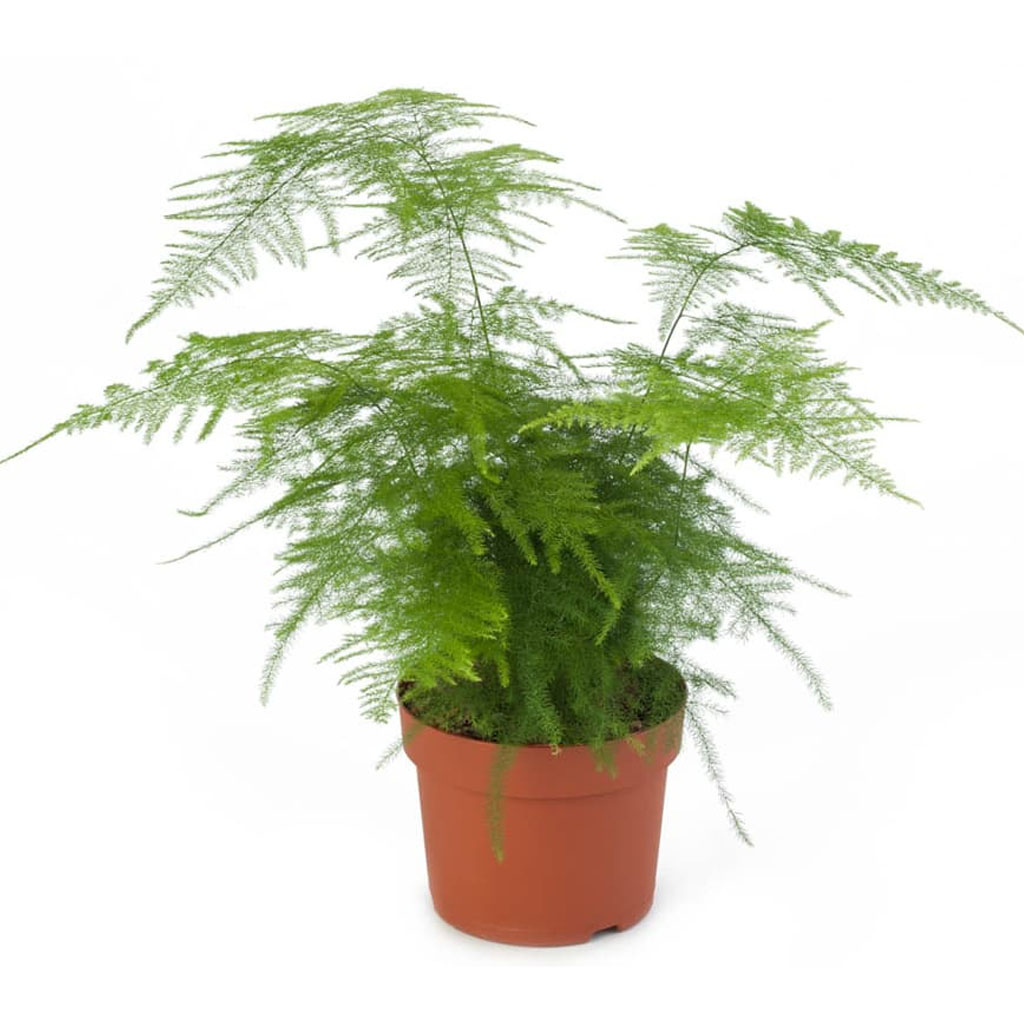 Asparagus densiflorus Sprengeri - Emerald Feather Fern