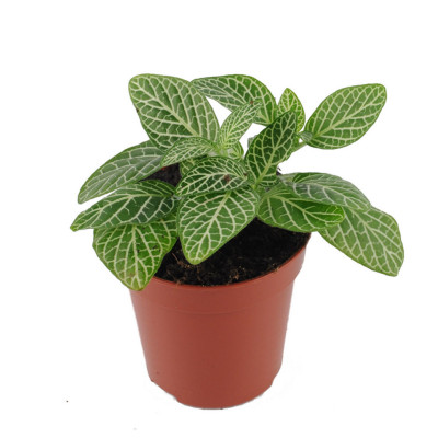 Fittonia Bianco Verde - Fittonia Argyroneura