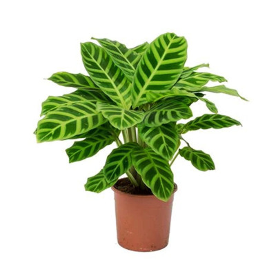Calathea