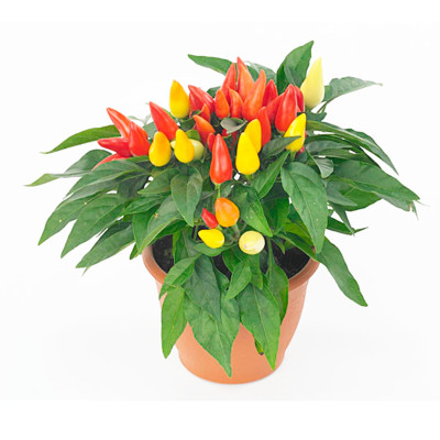 Capsicum Annuum - Cayenne Pepper