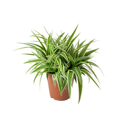 Chlorophytum Comosum - Spider Plant