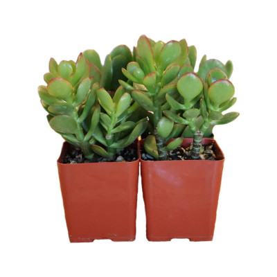 Crassula - Jade Plants