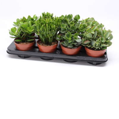 crassula