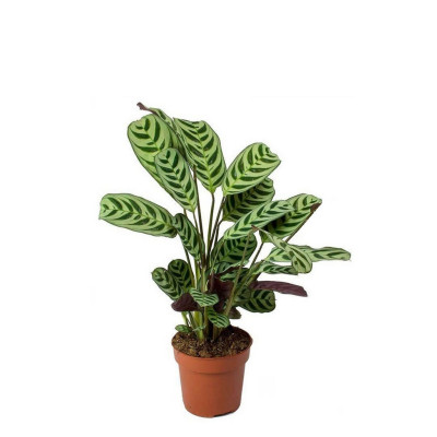 Ctenanthe Burle Marxii - Never Never Plant