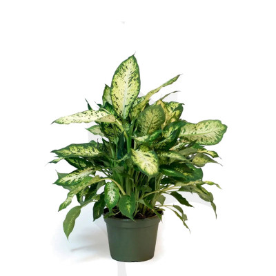 Dieffenbachia Compacta