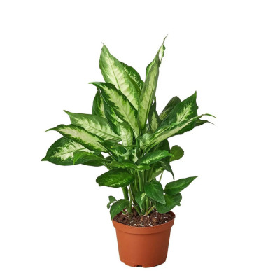 Dieffenbachia Camille - Dumb Cane
