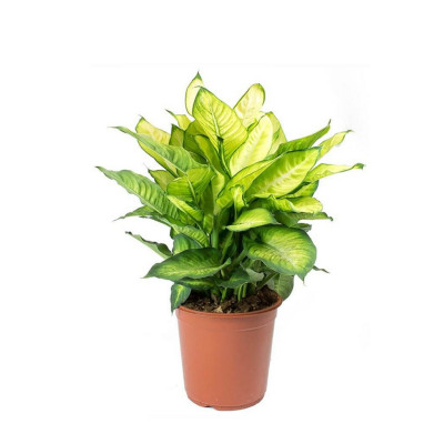 Dieffenbachia Summer Style