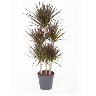 Dracaena Marginata ‘Magenta’ - Dragon Tree
