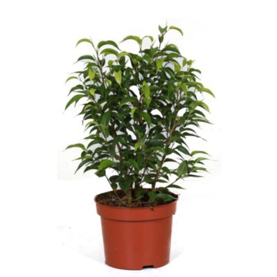 Ficus Benjamina 'Natasja' - Weeping Wig