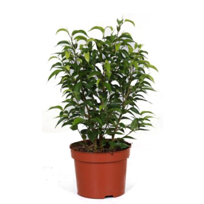 Ficus Benjamina 'Natasja' - Weeping Wig