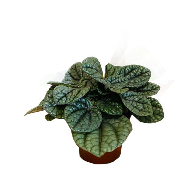 Peperomia Greyhound