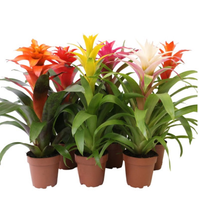 Guzmania