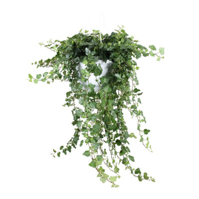Hedera Helix 'Wonder' - English Ivy