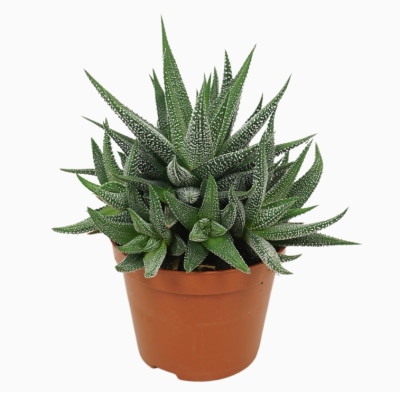 Haworthia Concolor