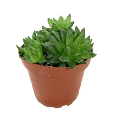 Haworthia Cymbiformis - Cathedral Window Haworthia