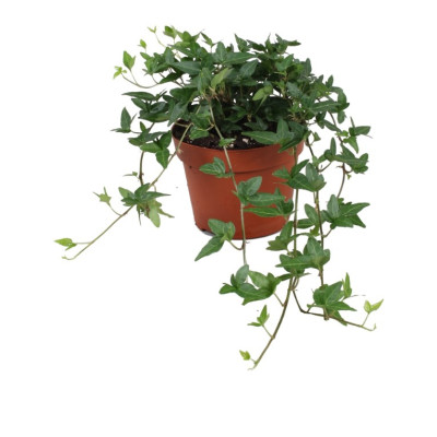 Hedera Helix 'Shamrock' - English Ivy