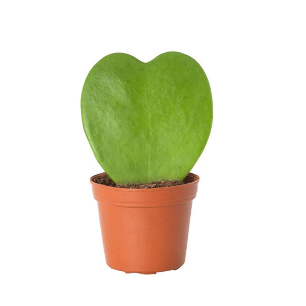 Hoya Kerrii - Hoya Hearts