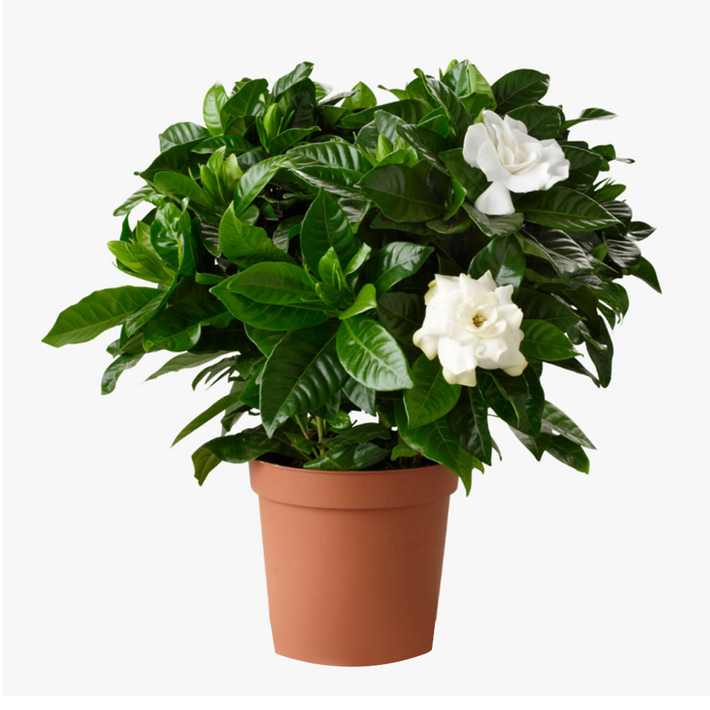 Gardenia Jasminoides - Cape Jasmine