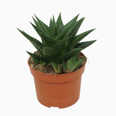 Haworthiopsis Limifolia - Fairy Washboard
