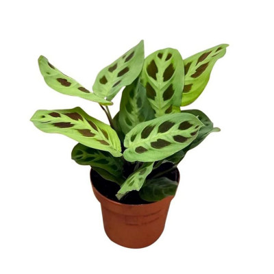 Maranta Leu Kerchoveana - Rabbit's Foot