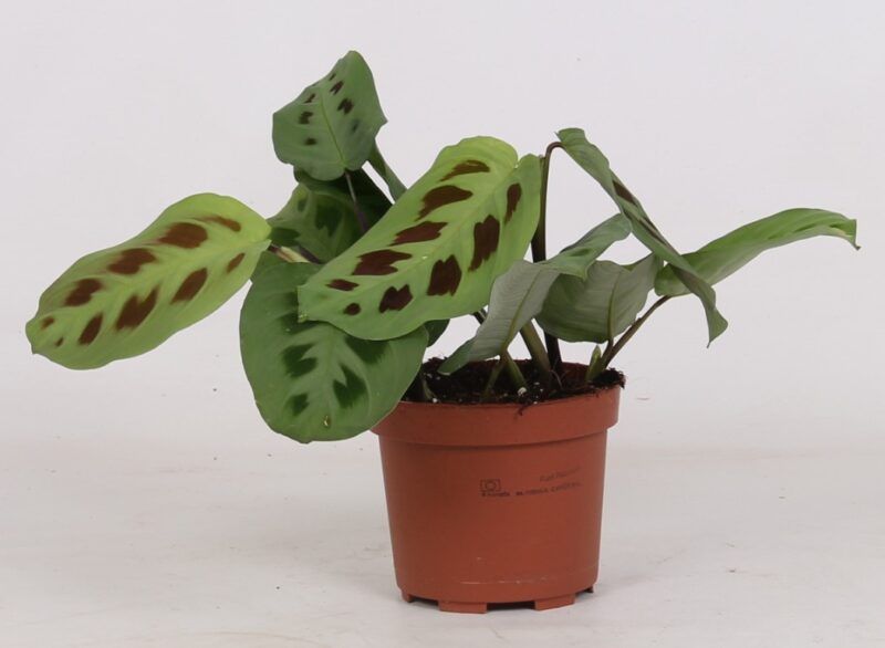 Maranta Leu Kerchoveana - Rabbit's Foot
