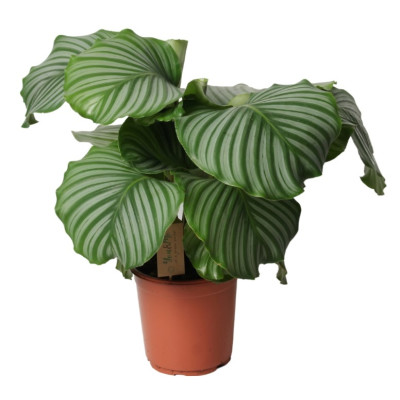 Calathea Orbifolia