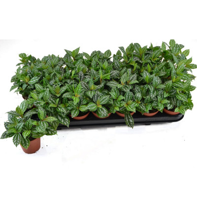 Pilea Cadierei - Aluminium Plant