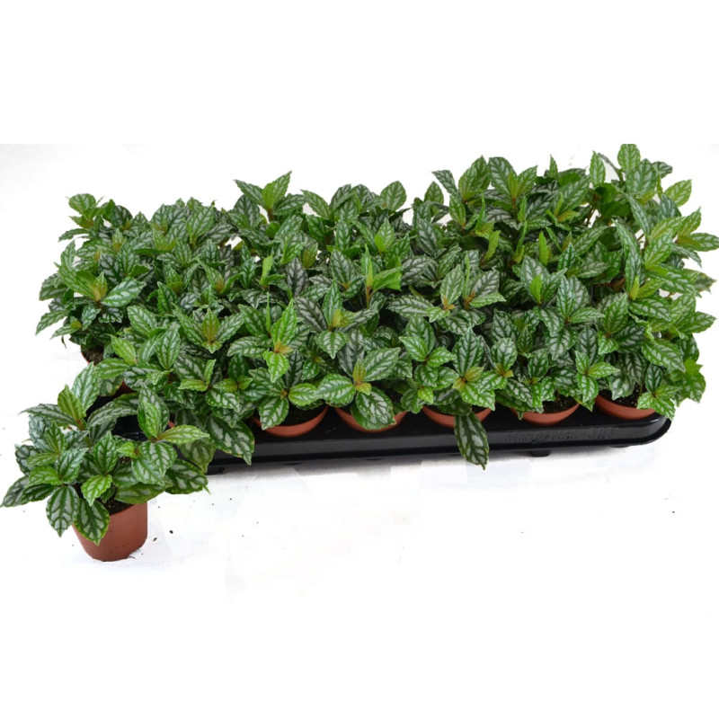 Pilea Cadierei - Aluminium Plant