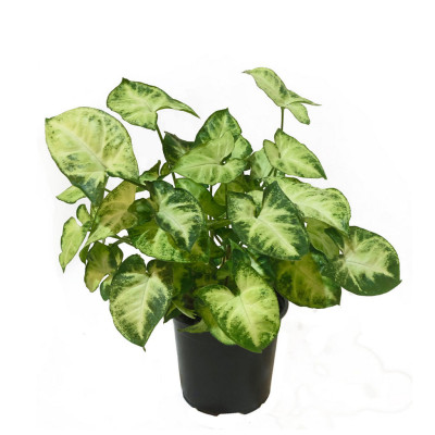 Syngonium podophyllum 'Pixie' - Arrowhead Plant