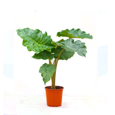 Alocasia Portodora - Upright Elephant Ear