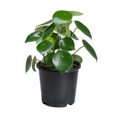 Peperomia Polybotrya - Raindrop Plant