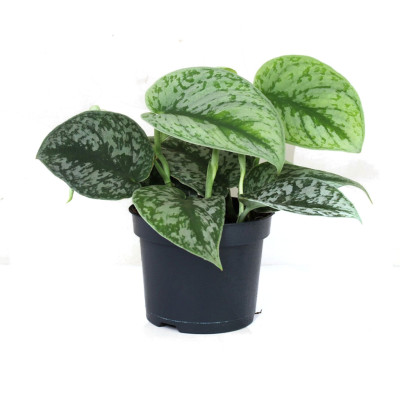 Scindapsus Pictus 'Argyraeus' - Satin Pothos