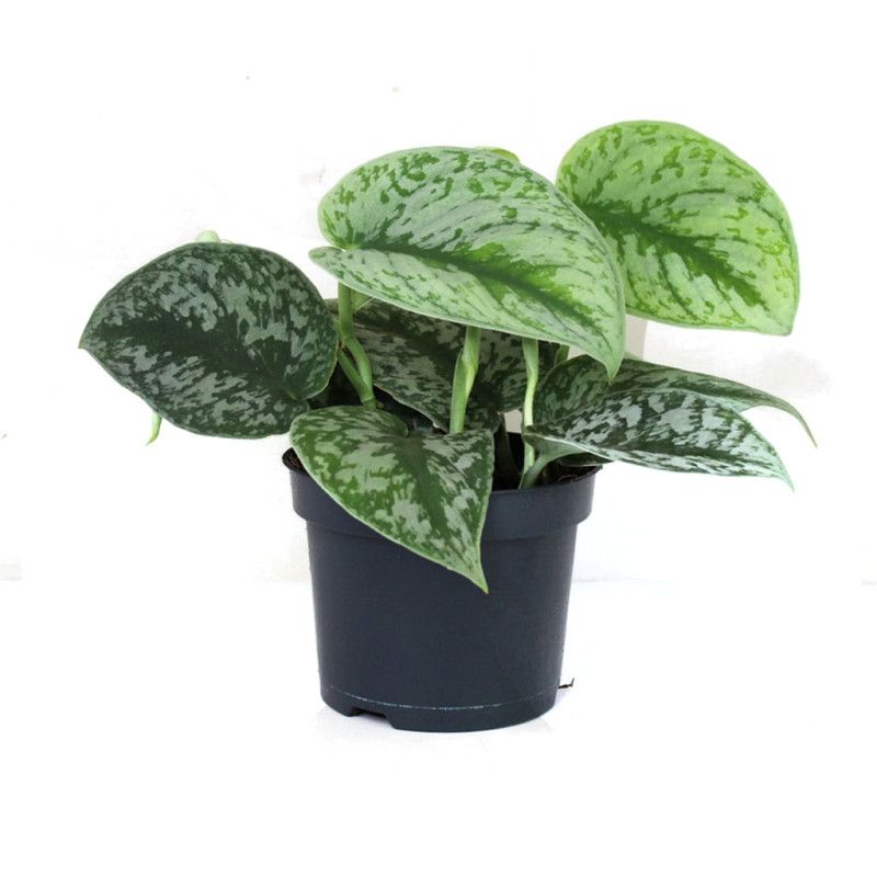 Scindapsus Pictus 'Argyraeus' - Satin Pothos