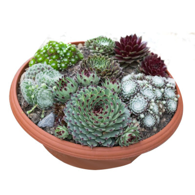 Sempervivum - Houseleek