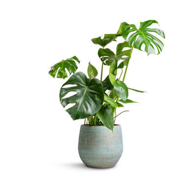 Monstera Deliciosa - Swiss Cheese Plant