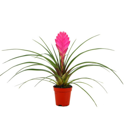 Tillandsia cyanea 'Anita' - Pink Quill Plants