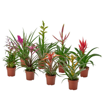 Tillandsia