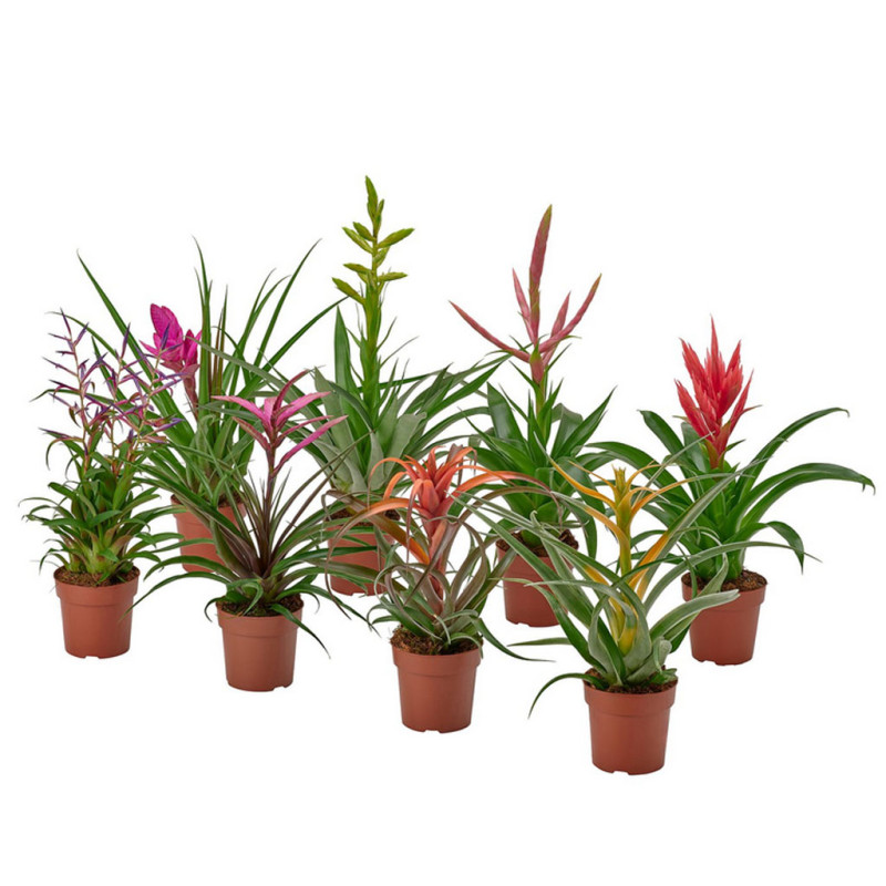 Tillandsia