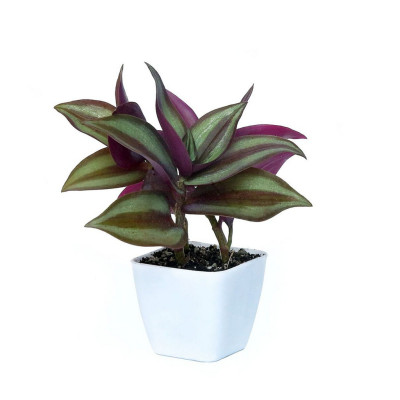 Tradescantia Zebrina - Wandering Dude