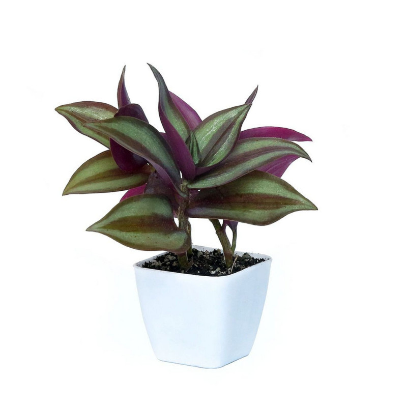 Tradescantia Zebrina - Wandering Dude