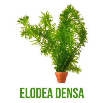 Anacharis (Egeria densa) (Egeria densa; formerly Elodea densa)