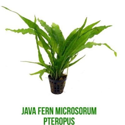 Java Fern (Microsorum pteropus)
