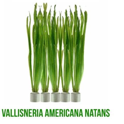 Vallisneria Americana (Vallisneria gigantea)