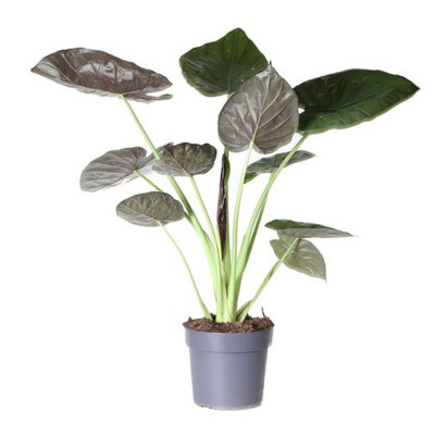 Alocasia Wentii