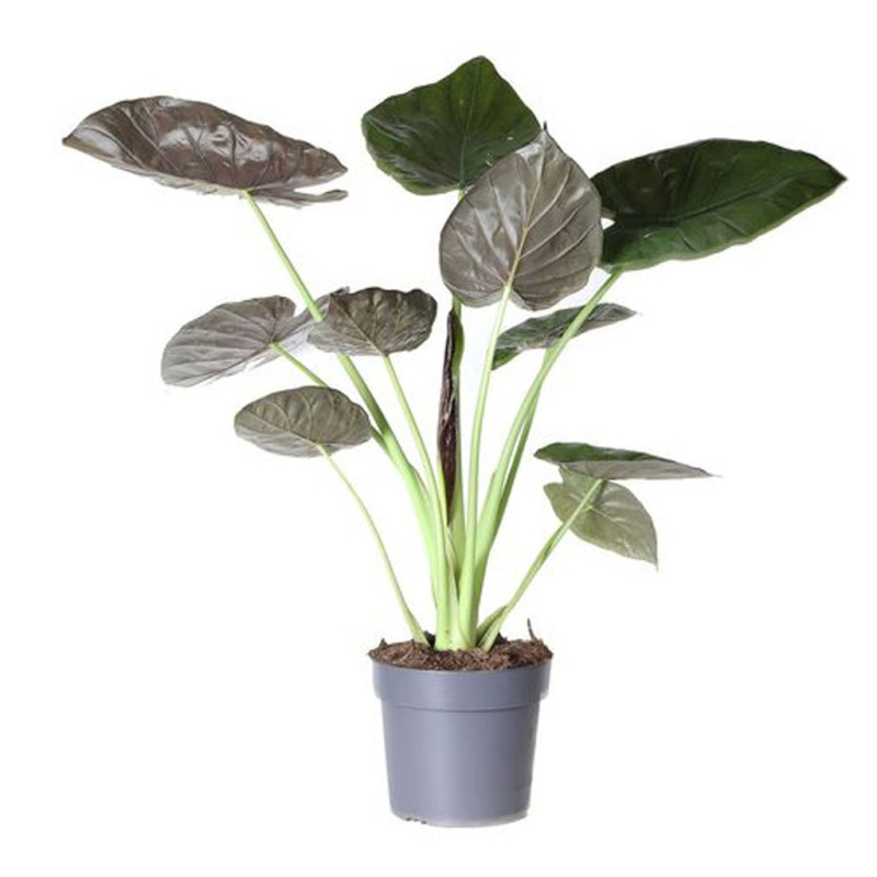 Alocasia Wentii